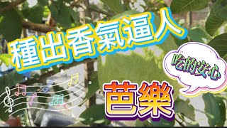 [ 芭樂種植 ]一次看懂！從種植 施肥 採收及防蟲方法