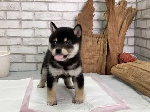 Black & Tan Shiba Inu - Eileen