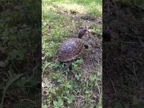 box turtle