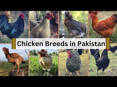 22 Most Beautiful Fancy Chicken Breeds in Pakistan 🐓🇵🇰 Expensive Fancy Hen Types #nisarahmadtv