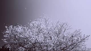 【ルミネ】Season - 春がちょっとだけ遠いなら、わたしから迎えにゆく。- 2021spring (LUMINE)