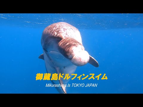 何をしゃべってるのかな？イルカ大接近！御蔵島ドルフィンスイム