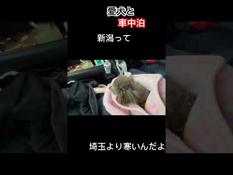 【N-BOX】愛犬と初めての車中泊！冬の新潟を楽しんできました🎵