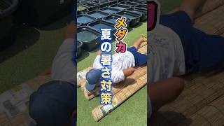 メダカ夏の暑さ対策☀️#メダカ #めだか #すだれ#暑さ対策