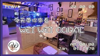 海水珊瑚專賣店  原來還有二樓？ - 【薇薇珊瑚weiwei coral】