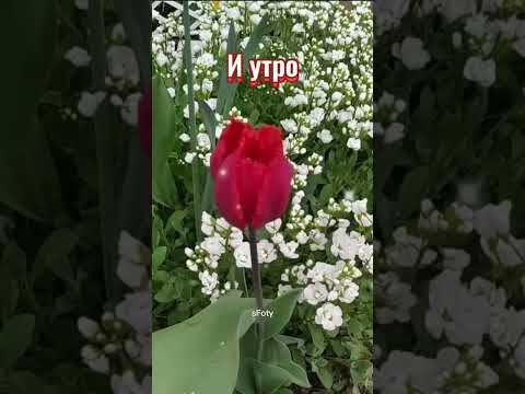 Доброе утро!