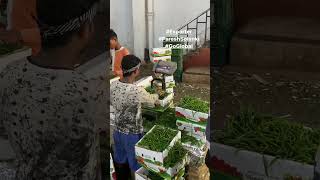 Live Green chilli packing for Export, Fresh fruit and vegetable Export #PareshSolanki #GoGlobal