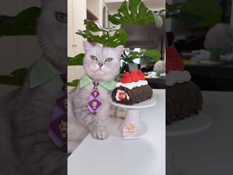 The cat makes a strawberry cake,It's so easy.