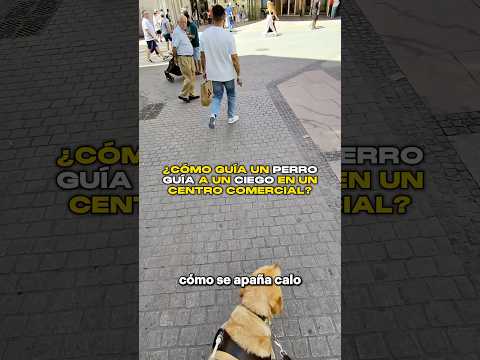 ¿Cómo Guía un Perro Guía a un Ciego en un Centro Comercial? 🦮🧐