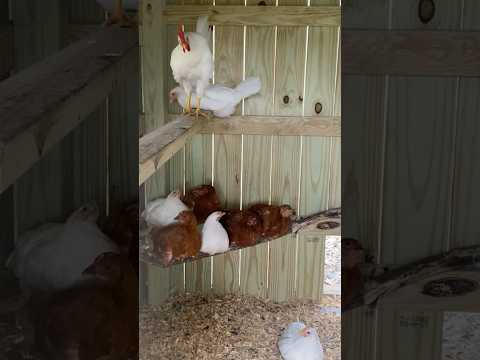 Is your chicken a rooster? #rooster #chicken #tips #homestead #backyard #hen #chicks