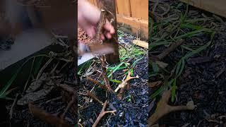 Harvesting dead stems from tomato vegetable plant in my vegetable garden