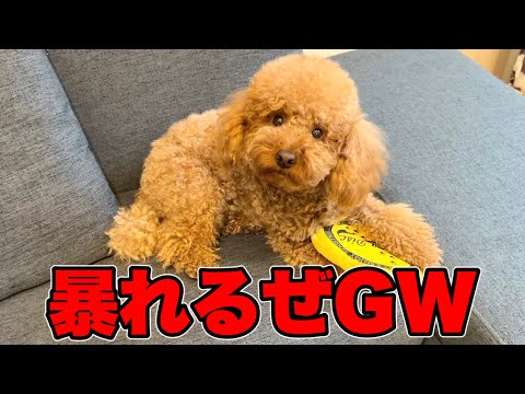 GWの予定を全てイヌとの遊びに費やす独身男。