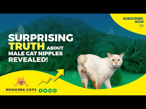 Male Cats Have Nipples? - The Surprising Truth