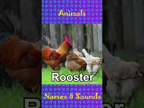 Animals names and sounds they make pt.1  #animalsounds #shorts