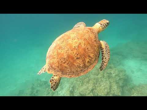 石垣島大崎海岸タチイ浜ビーチエントリーシュノーケリング