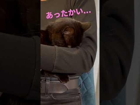 飼い主の腕に顔を埋めて暖をとる黒猫