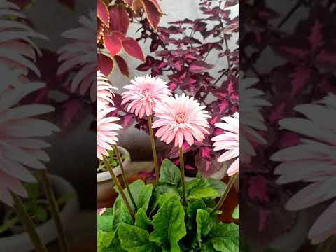 Gerbera daisy flowers