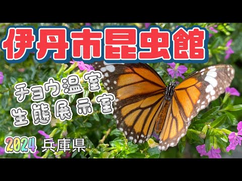 【行った気分】伊丹市昆虫館 蝶好きさん集まれ！ Itami City Museum of Insects for butterfly lovers