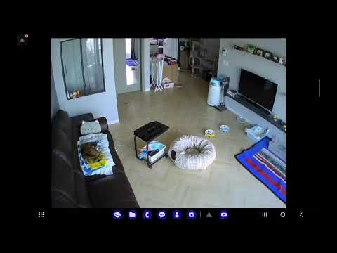 집사가 집을 비웠을때 고양이 홈 CCTV 실시간 스트리밍 230407 cctv video of a house with only cats live streaming