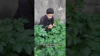 Haw to increase potato yield #farming #shorts #viralvideo #potato @FarmingWala1 @IndianFarmer