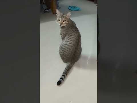 Ore oru assai #trending #cat #petlovers #funny #cute #petlove #catlover