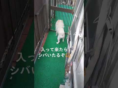 いつもキラくんに復活 #保護犬 #オトン  #大好き #不安分離症犬#不審者#侵入者#撃退#