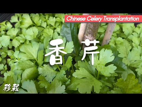 芹菜（香芹）超好種！後院種菜之香芹（中國芹菜）的移栽