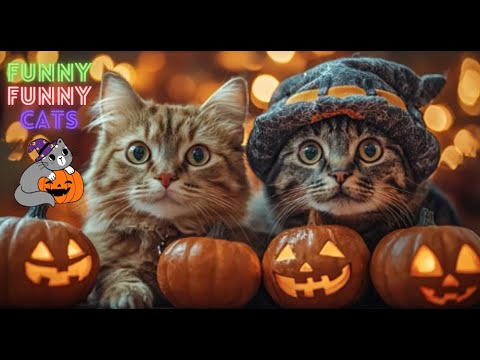 Funny Cat Videos Compilation 😹Funny Cat Videos on Youtube😹Funniest Cat Videos of All Time 😺 Part 126