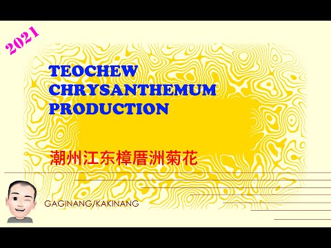 Teochew Chrysanthemum Production (潮州江东樟厝洲菊花)