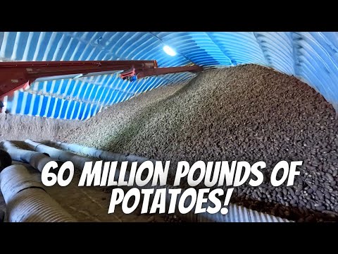 Final Day of Potato Harvest!