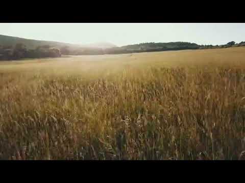 Drone Over Golden Field | Copyright Free Video Footage