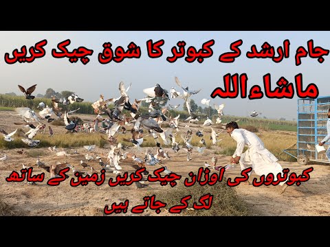 Big Pigeon show // Famous pigeon Master Jam Arshad kabootar baz#pigeon #pigeon #bird #birdspecies