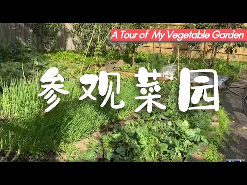 有机蔬菜超好种！抗疫情后院种菜之请参观深秋的菜园（V4）