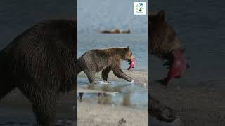 👀🐻Brown Bear With HUGE Salmon In Mouth #shorts #brownbear #wildlifemoments #animals #salmonrun