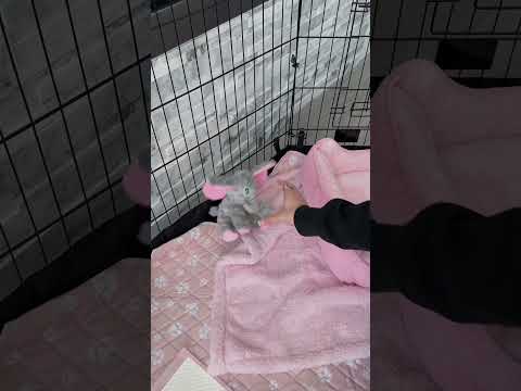 Setting up my new puppy’s play pen