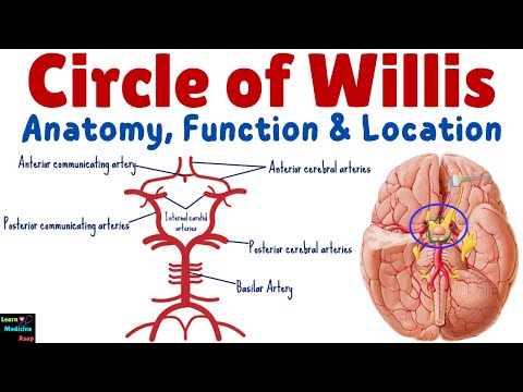 Circle of Willis: What It Is, Anatomy, Function & Location