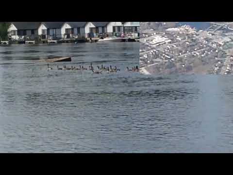 Geese on Fenelon River 2017