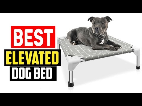 ✅Top 5  Best Elevated Dog Bed in 2024