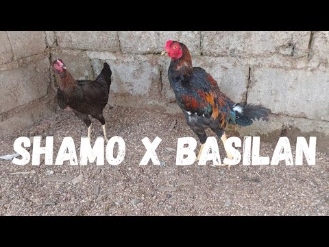 Journey: PAANO MAG ALAGA NG INAHIN NA MANOK!! SHAMO X BASILAN BREED!