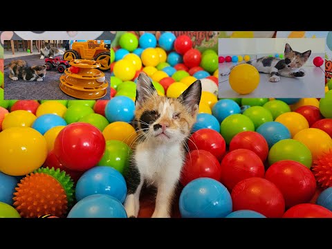 I bought a ball pit for a blind kitten whose greatest pleasure is playing ball.