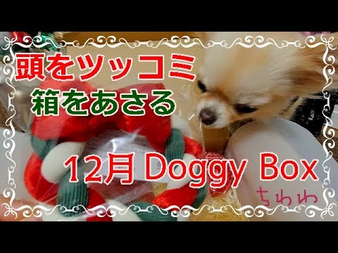 チワワが頭をツッコミあさる🎁12月ドギーボックスの箱の中は？🎄Chihuahua thrusts her head into the December Doggy Box🎅