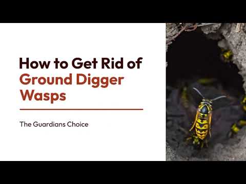 How to Get Rid of Ground Digger Wasps (Cicada Killers) from Your Lawn | The Guardians Choice