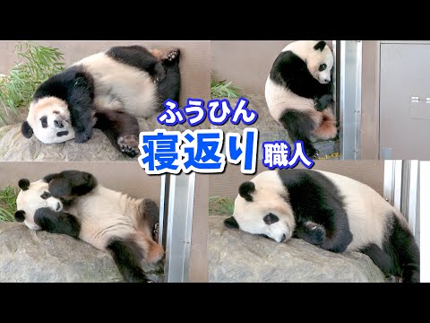 【パンダアイドル楓浜】尖った寝相！クセ強すぎて予測不能🐼