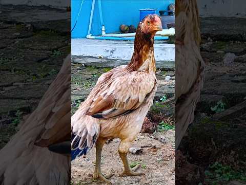 Delivery Mayurbhanj to Banki (Cuttack) #youtube#chicken#kitchengarden