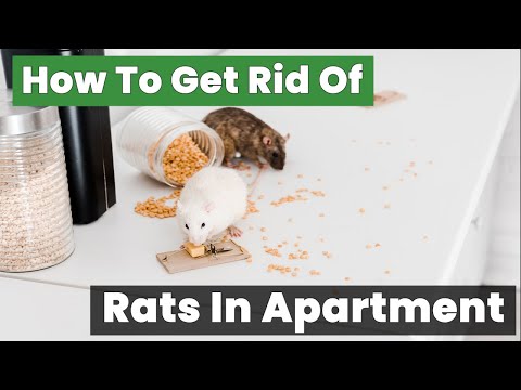 How to Get Rid of Rats in Your Apartment—Fast and Easy Solutions!