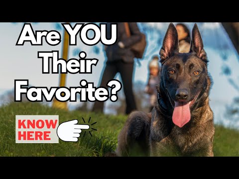 7 Signs You Are a Belgian Malinois' Favorite Person