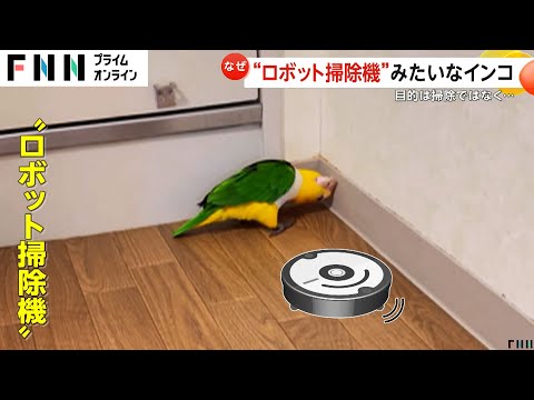 「掃除ロボットやん！」インコが床に頭をスイーでほこりまみれに…ドアの向こうに行きたくて