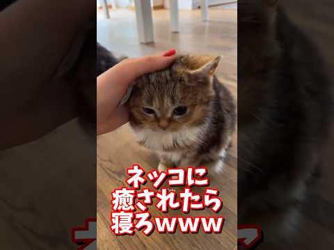 ネッコの動画で癒されたら寝ろｗｗｗ　#2ch #2chまとめ 動物スレ #2ch面白いスレ #動物 #犬 #猫 #癒やし #ねこ動画