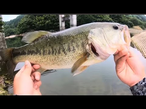 【バス釣り】結局夏でも大活躍しちゃう釣りがコレ❗️デカバスが躊躇せず喰いまくる釣り方後悔します【レイドジャパン】【RAIDJAPAN】【ボトムアップ】【bottom up】【イッセイ】【issei】