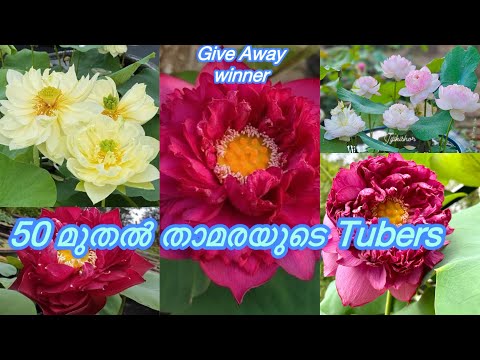 Sale 📢 Sale 50 രൂപ മുതൽ താമരയുടെ Tubers \ #malayalam #sale #trending #youtube #viralvideo